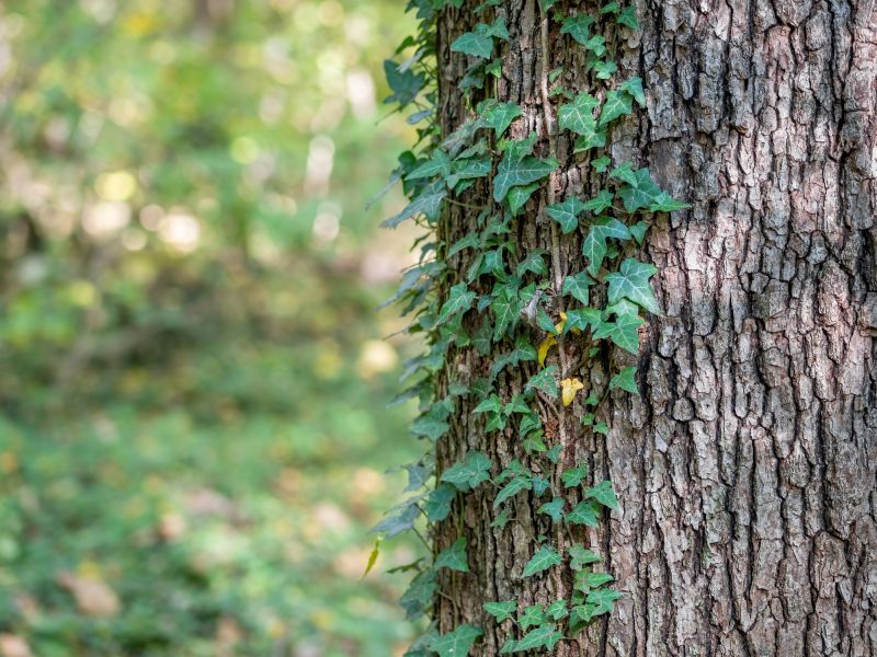 Vine Removal