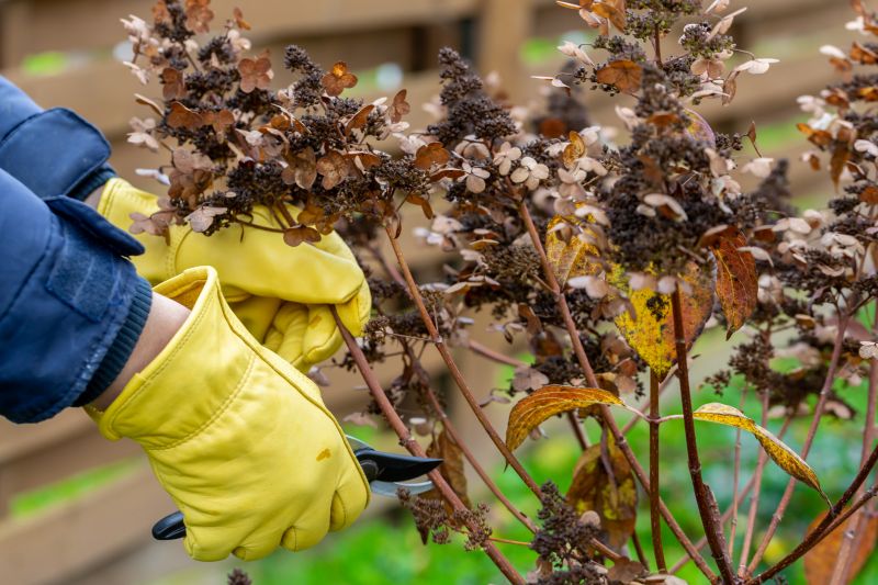 Vine Removal Costs — Cost of Vine Removal