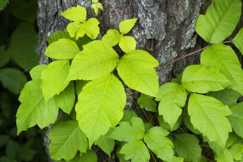 Vine Removal Costs — Cost of Vine Removal