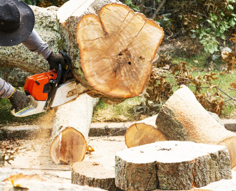 Vine Removal Costs — Cost of Vine Removal