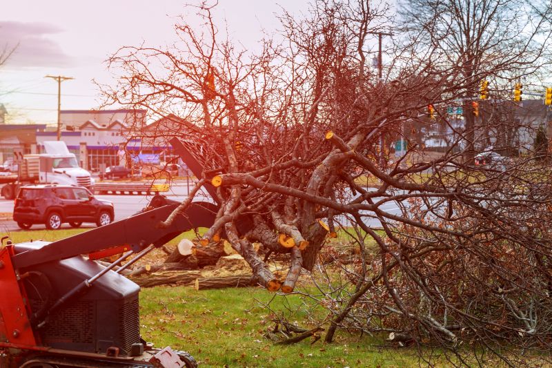 Vine Removal Costs — Cost of Vine Removal