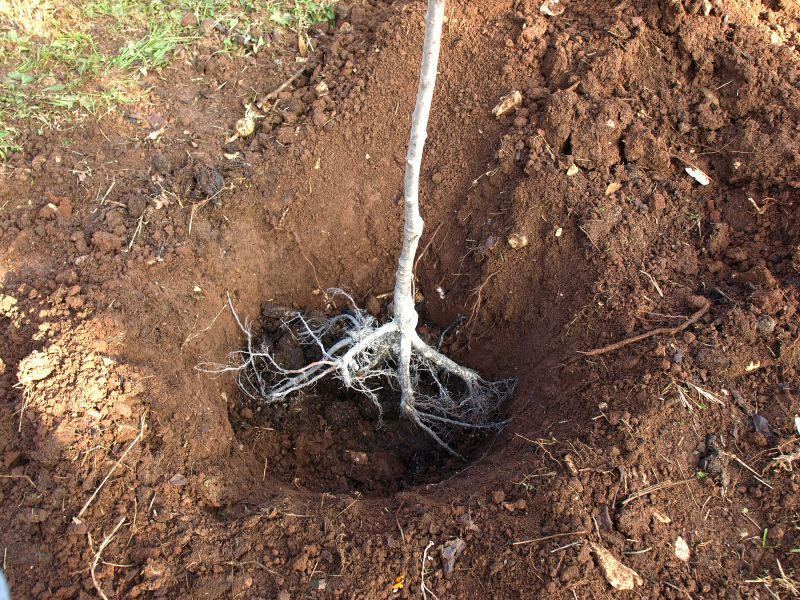 Vine Removal Costs — Cost of Vine Removal