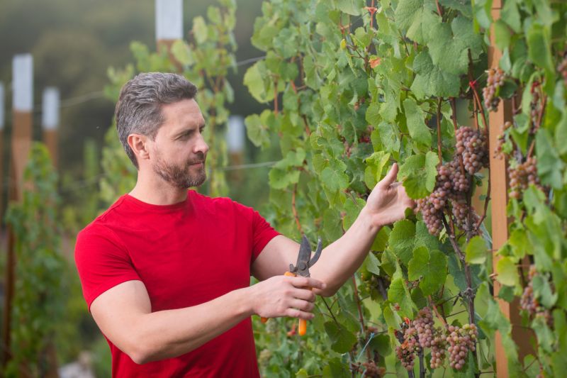 Vine Size and Density