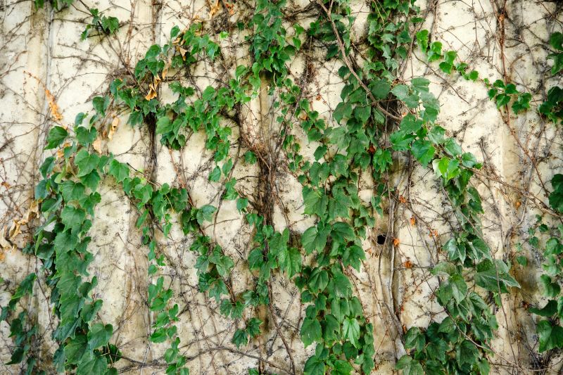 Landscape Vine Control