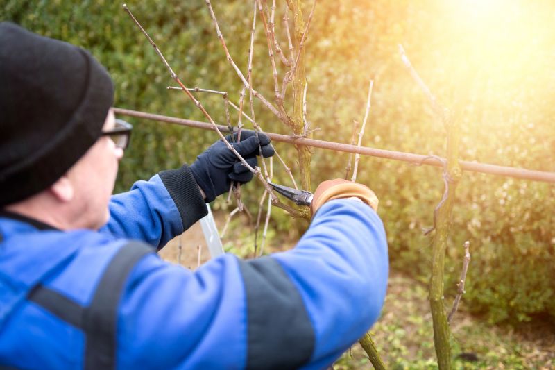 Specialized Vine Removal Experts